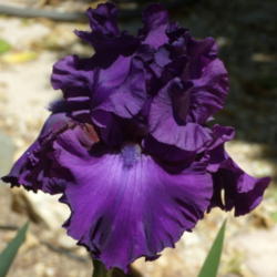 Location: My garden in Bakersfield, CA
Date: April 10, 2012