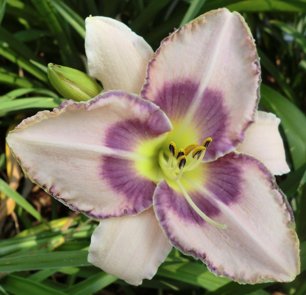 Photo of Daylily (Hemerocallis 'Edge Ahead') uploaded by Ditchlily