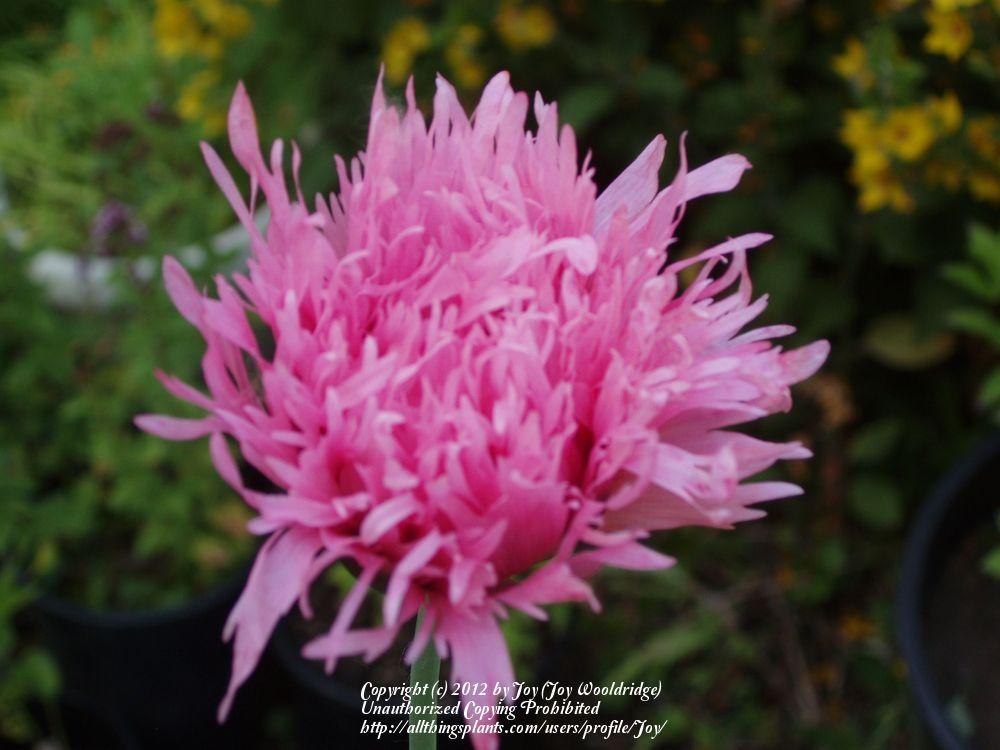 Photo of Opium Poppy (Papaver somniferum) uploaded by Joy