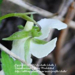Location: Natural woodland in northeastern Indiana
Date: 2012-04-08
Calyx and sepals