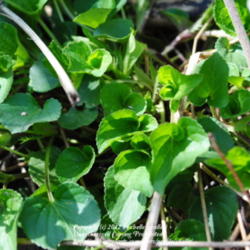 Location: Natural woodland in northeastern Indiana
Date: 2012-04-07