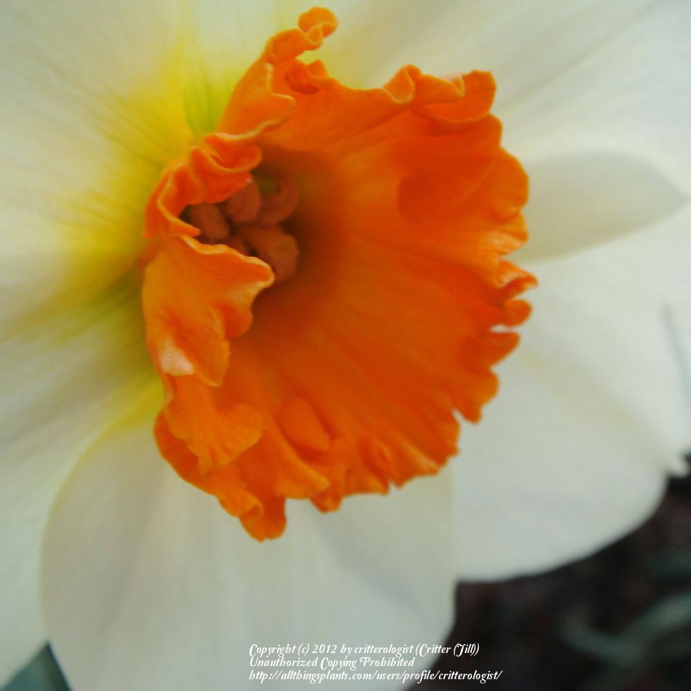 Photo of Small-Cupped Daffodil (Narcissus 'Barrett Browning') uploaded by critterologist