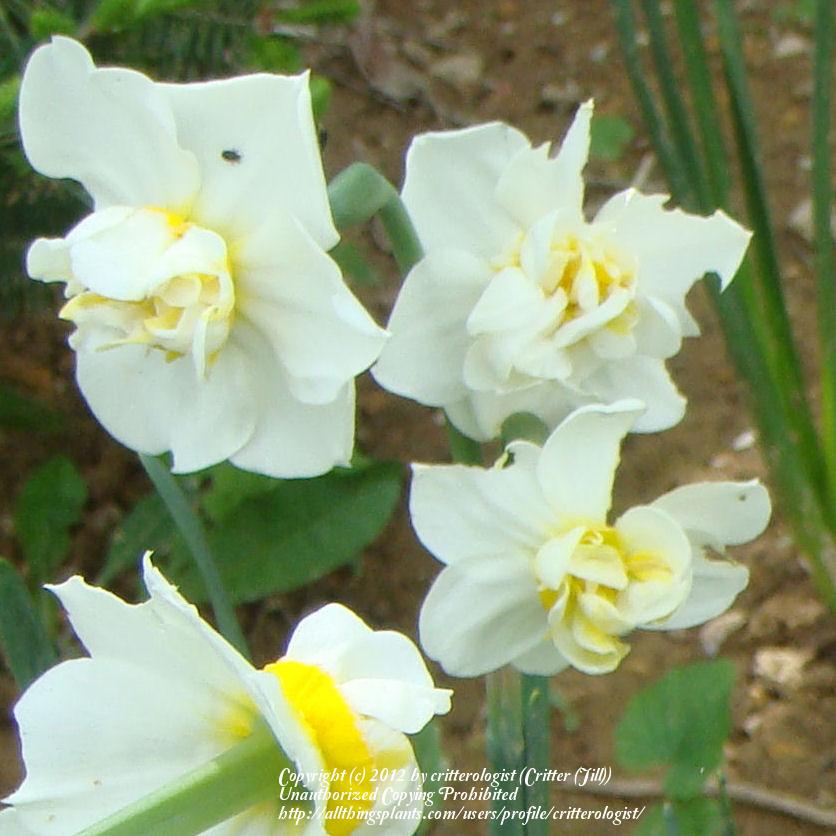 Photo of Double Daffodil (Narcissus 'Cheerfulness') uploaded by critterologist