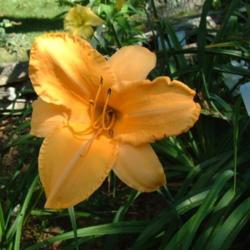 
Date: 2007-08-16
Photo Courtesy of Nova Scotia Daylilies Used with Permission