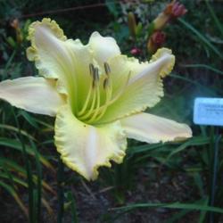 
Date: 2006-08-02
Photo Courtesy of Nova Scotia Daylilies Used with Permission