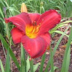 
Date: 2010-07-10
Photo Courtesy of Nova Scotia Daylilies Used with Permission