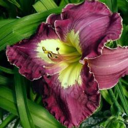 Location: Thoroughbred Daylilies - Greenhouse
Date: 2004
Photo © Squire Gardens