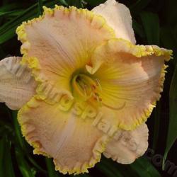 Location: Thoroughbred Daylilies - Greenhouse
Date: 2005
Photo © Squire Gardens