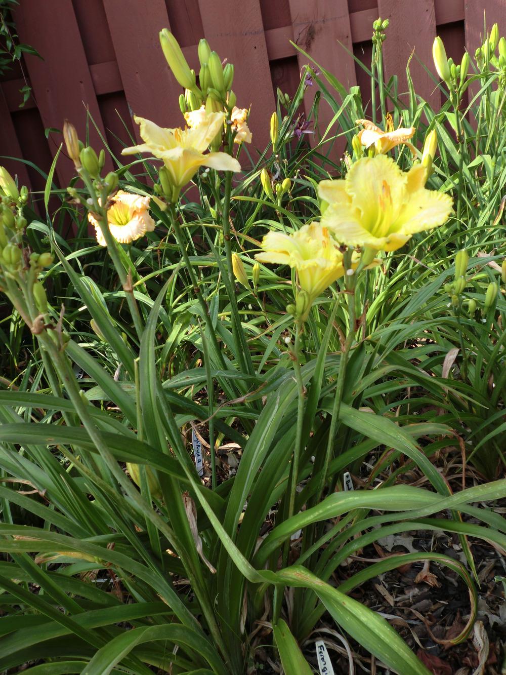 Photo of Daylily (Hemerocallis 'Ferengi Gold') uploaded by Ditchlily