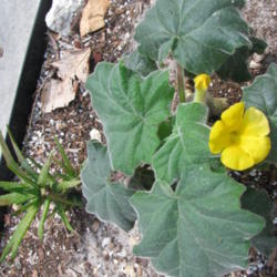 Location: Southwest Florida
Date: April 2012
blooming on a plant that is less than 8 inches tall!