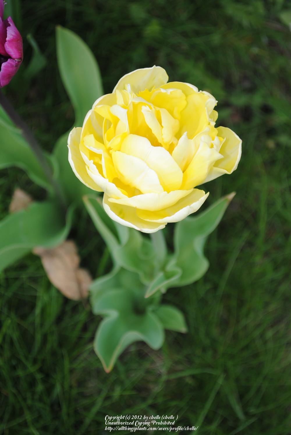 Photo of Tulip (Tulipa 'Cream Lizard') uploaded by chelle