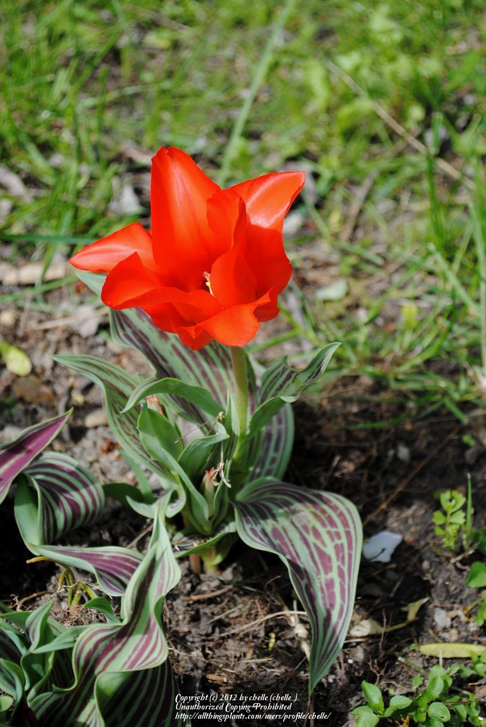 Photo of Greigii Tulip (Tulipa greigii 'Red Riding Hood') uploaded by chelle
