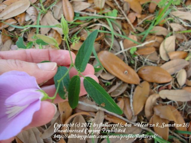 Photo of Spurred Butterfly Pea (Centrosema virginianum) uploaded by flaflwrgrl