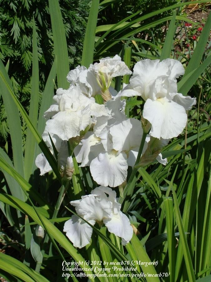 Photo of Tall Bearded Iris (Iris 'Immortality') uploaded by mcash70