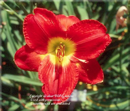 Photo of Daylily (Hemerocallis 'Passion for Red') uploaded by vic