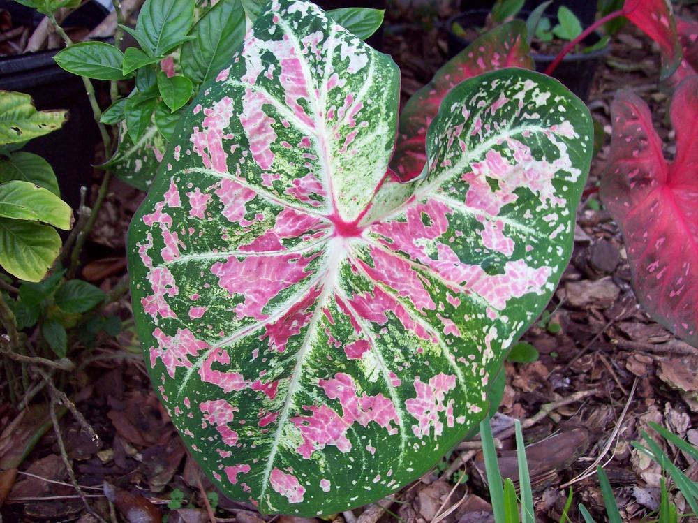 Photo of Fancy-leaf Caladium (Caladium 'Pink Cloud') uploaded by Mangogirl