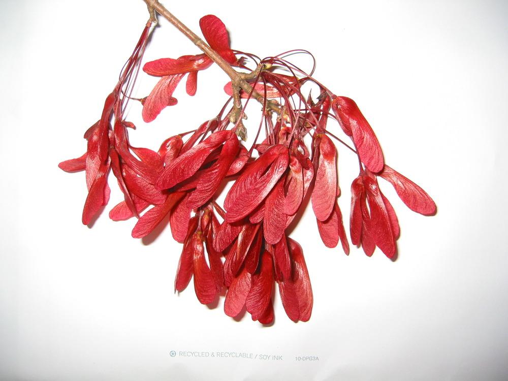 Photo of Red Maple (Acer rubrum) uploaded by Mangogirl