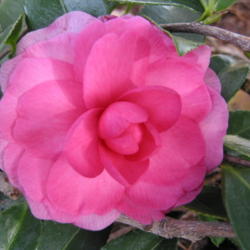 Location: Jacksonville, Florida
Date: 2011-12-15
Camellia (Camellia sasanqua 'Chansonette')