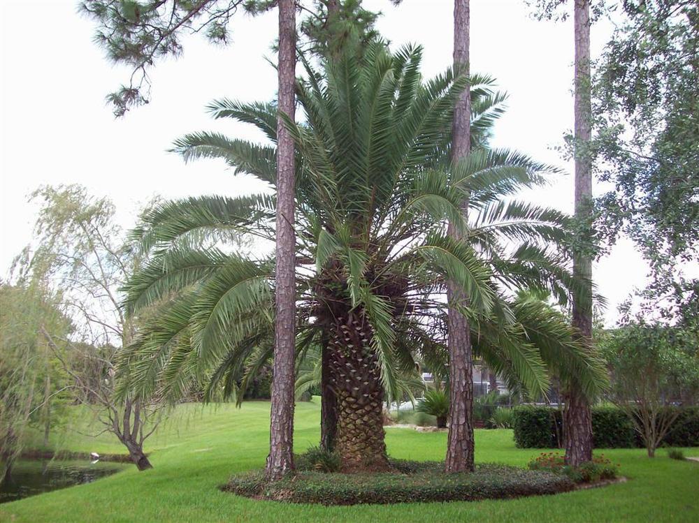 Photo of Canary Date Palm (Phoenix canariensis) uploaded by Mangogirl