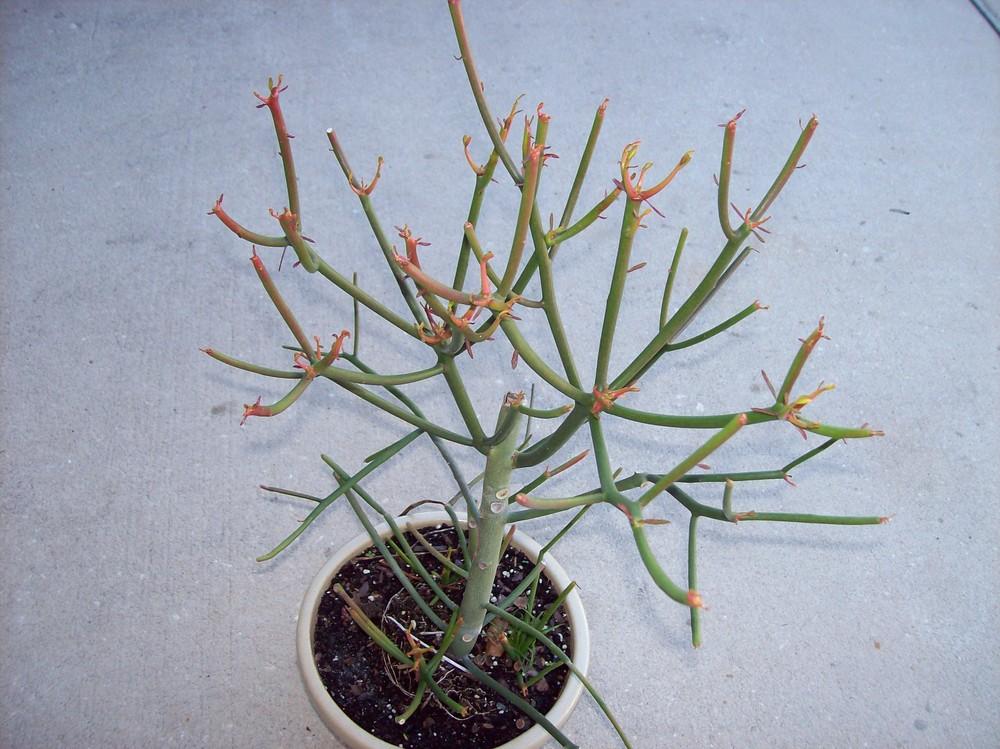 Photo of Pencil Cactus (Euphorbia tirucalli 'Firesticks') uploaded by Mangogirl