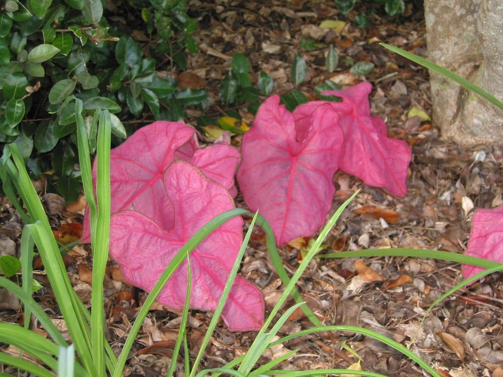 Photo of Fancy-leaf Caladium (Caladium 'Fannie Munson') uploaded by Mangogirl