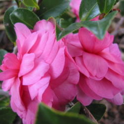 Location: Jacksonville, Florida
Date: 2011-12-15
Camellia (Camellia sasanqua 'Chansonette')