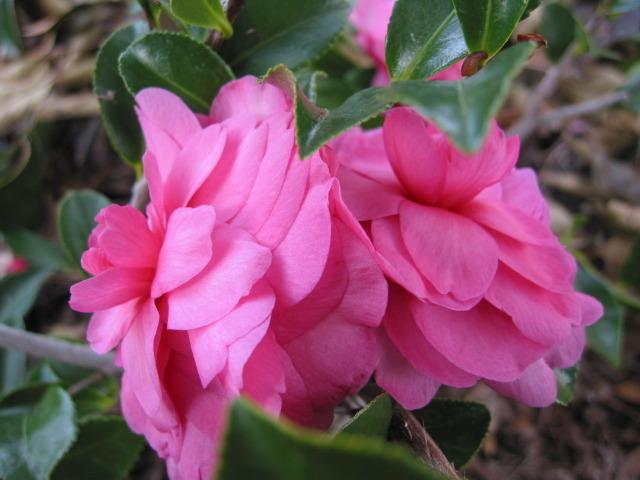 Photo of Camellia (Camellia sasanqua 'Chansonette') uploaded by Mangogirl