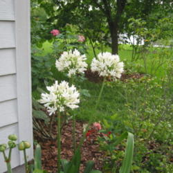 Location: Jacksonville, Florida
Date: May 25, 2006
Lovely white flowers