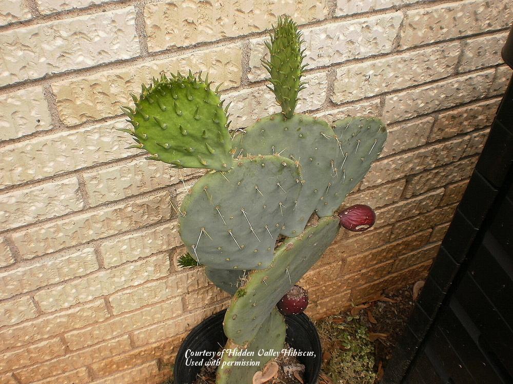 Photo of Eastern Prickly Pear (Opuntia humifusa var. humifusa) uploaded by SongofJoy