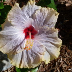 Location: Wesley Chapel, Florida
Date: 2012-04-15
Tahitian Princess blossom