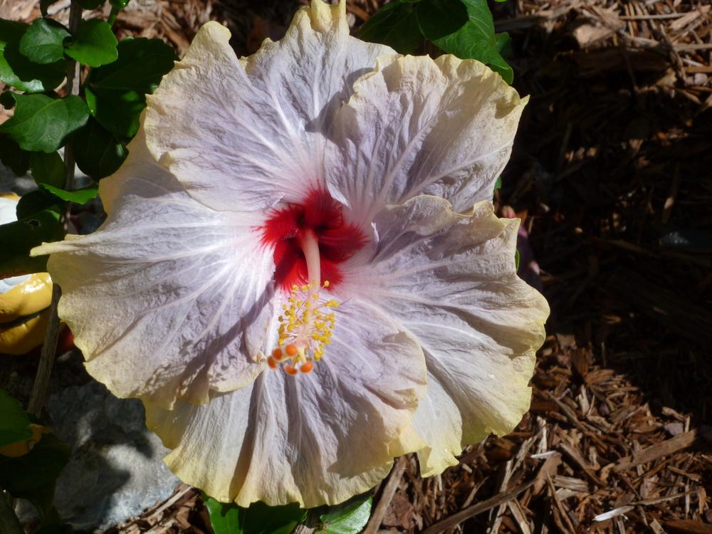 Photo of Tropical Hibiscus (Hibiscus rosa-sinensis 'Tahitian Princess') uploaded by Sossman