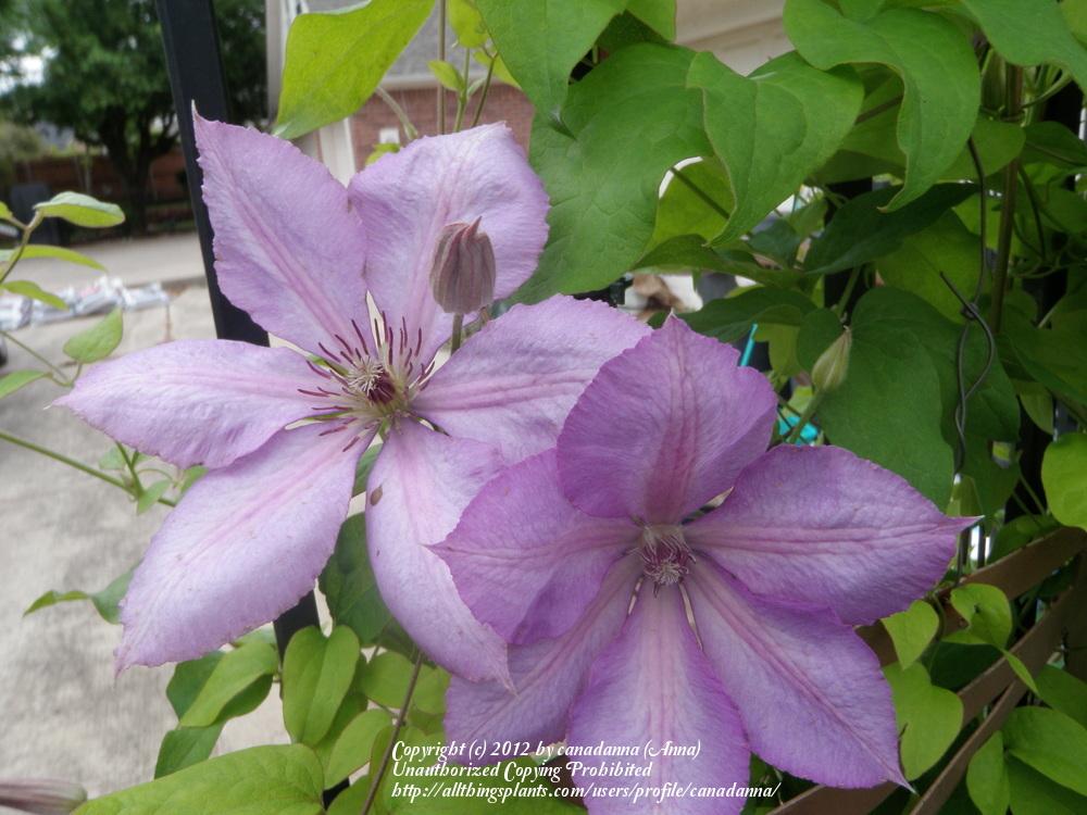 Photo of Clematis (Clematis viticella 'Margaret Hunt') uploaded by canadanna