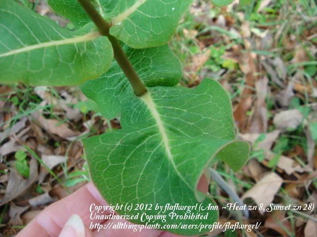 Photo of Clasping Milkweed (Asclepias amplexicaulis) uploaded by flaflwrgrl