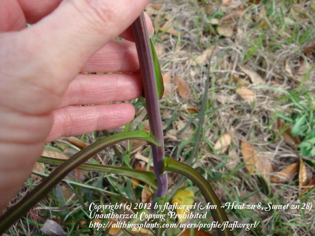 Photo of Grassleaf Lettuce (Lactuca graminifolia) uploaded by flaflwrgrl