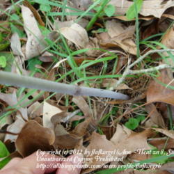 Location: zone 8 Lake City, Fl.
Date: 2012-03-29
stem base - no leaves as it emerges from ground
