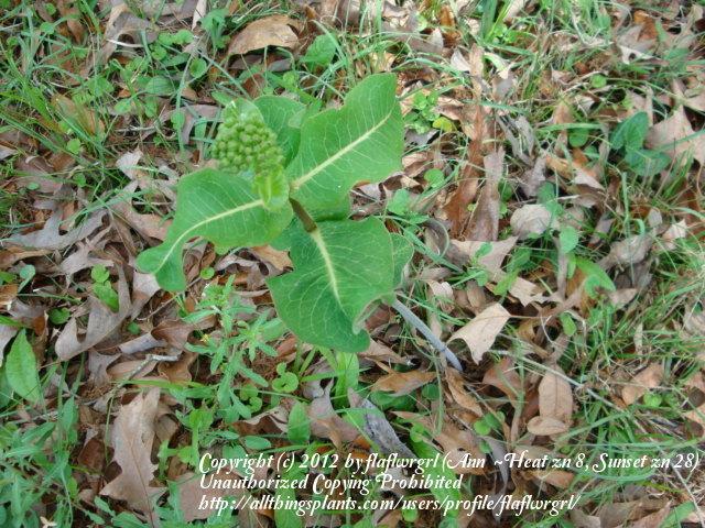 Photo of Clasping Milkweed (Asclepias amplexicaulis) uploaded by flaflwrgrl