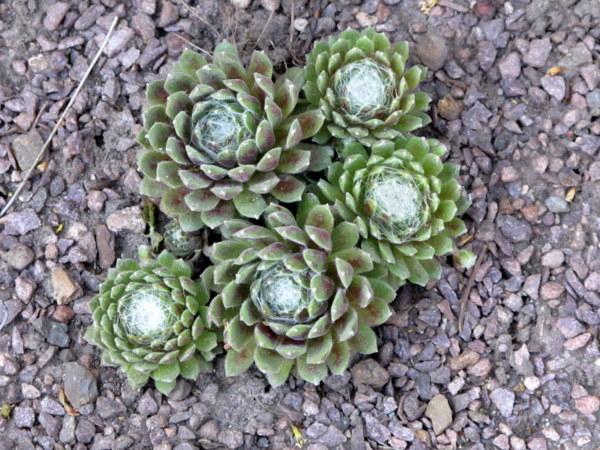 Photo of Hen and Chicks (Sempervivum 'Rosa Spumanti') uploaded by goldfinch4