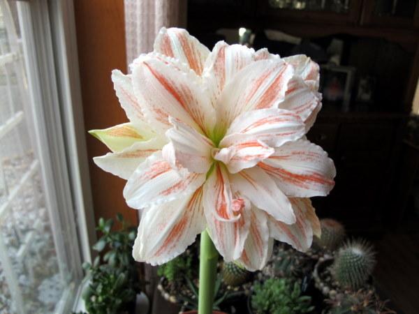 Photo of Amaryllis (Hippeastrum 'Dancing Queen') uploaded by goldfinch4