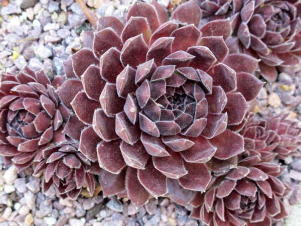 Photo of Hen and Chicks (Sempervivum 'Aphrodite') uploaded by goldfinch4