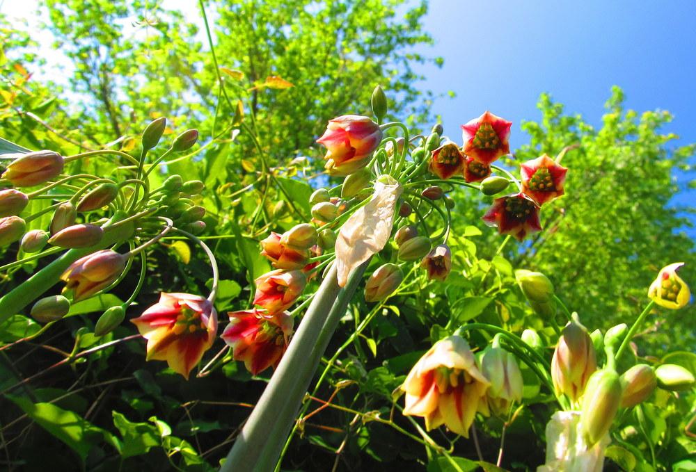 Photo of Mediterranean Bells (Allium siculum) uploaded by jmorth