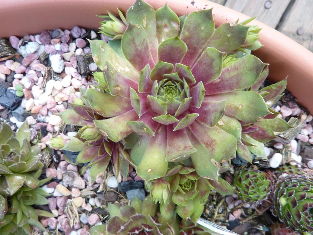 Photo of Hen and Chicks (Sempervivum 'Fuego') uploaded by sandnsea2
