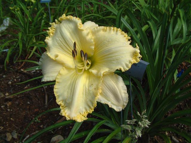 Photo of Daylily (Hemerocallis 'See Me-Feel Me-Touch Me') uploaded by vic