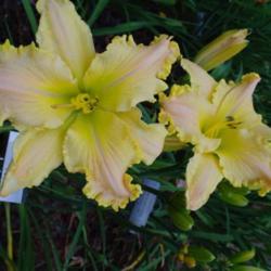 
Date: 2010-07-29
Photo Courtesy of Nova Scotia Daylilies Used with Permission