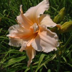 
Date: 2003-06-23
Photo Courtesy of Nova Scotia Daylilies Used with Permission