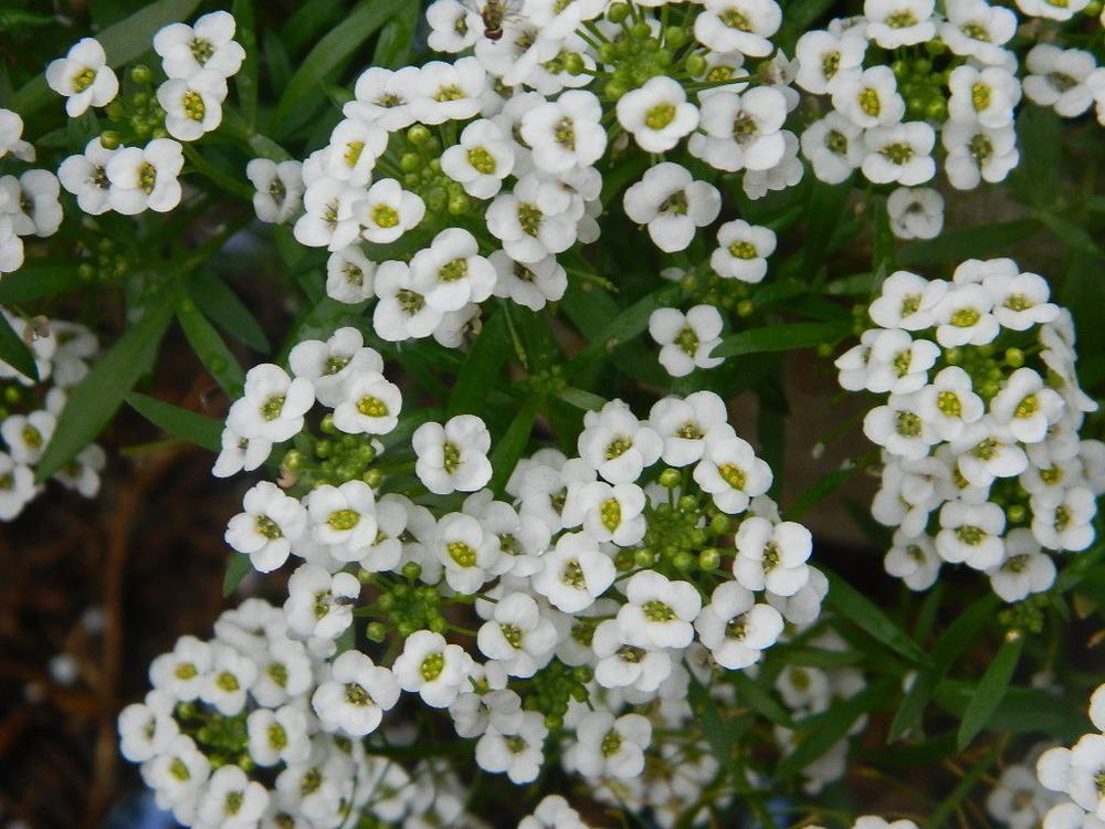 Photo of Sweet Alyssum (Lobularia maritima 'Carpet of Snow') uploaded by wildflowers