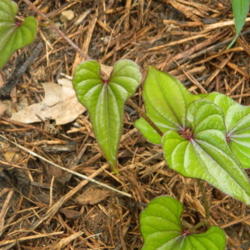 Location: Northeastern, Texas
Date: 2012-04-14
Young vines, emerge in spring when the temps are to its liking.