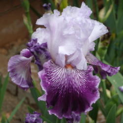 Location: My garden in Bakersfield, CA
Date: April 13, 2012