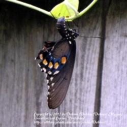 Location: My back yard, N. Watauga, TX
Date: 2012-04-16
Battus philenor, or Pipevine Swallowtail uses this plant as a lar