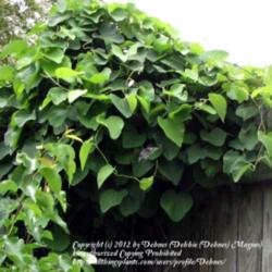 Location: My back yard, N. Watauga Texas
Date: 2012-04-16
A macrophylla with a visitor... Battus philenor, aka Pipevine Swa