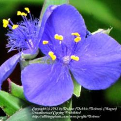 Location: My fromt yard, N. Watauga, TX
Date: 2012-04-16
This plant is Native to Texas, and is also known as Spiderwort. I